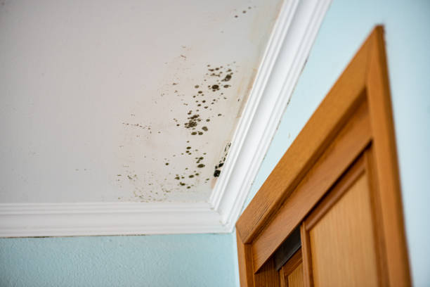 Certified Mold Removal in Bellwood, PA