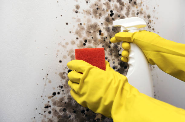 Best Certified Mold Removal  in Bellwood, PA