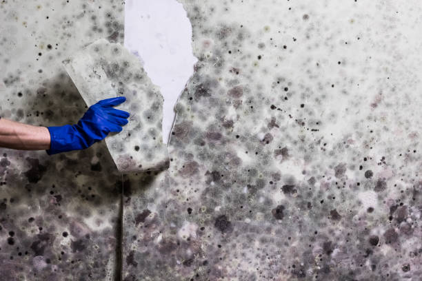 Best Crawl Space Mold Removal  in Bellwood, PA
